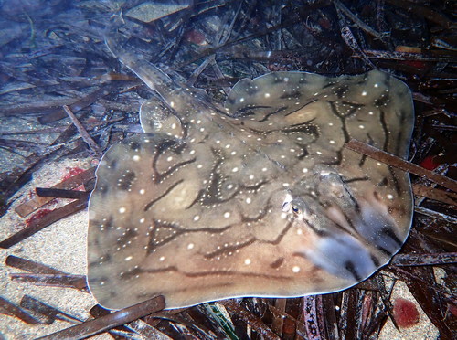 Undulate ray (Raja undulata) — Rajidae