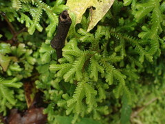 Selaginella uncinata