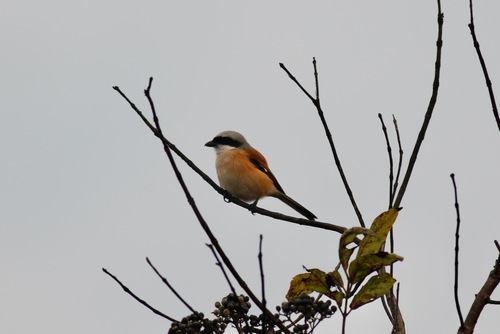 iNaturalist image