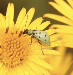 Diabrotica decempunctata