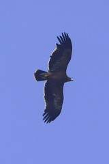 Aquila nipalensis nipalensis