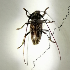 Lepturges curvilinea