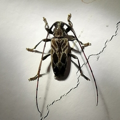 Lepturges curvilinea