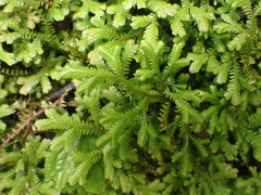 Selaginella uncinata