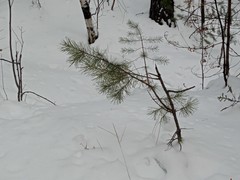Pinus sylvestris