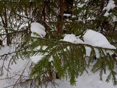 Picea