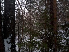 Picea