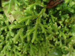 Selaginella uncinata