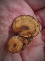 Lentinus arcularius