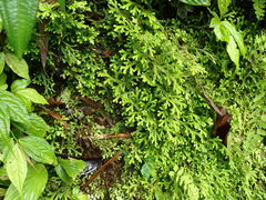 Selaginella uncinata