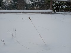 Phleum pratense