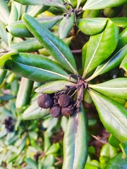 Pittosporum tobira