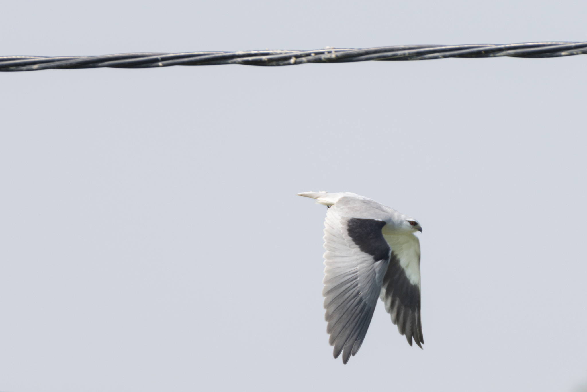 Black-winged Kite