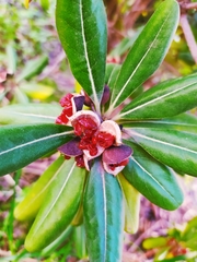 Pittosporum tobira