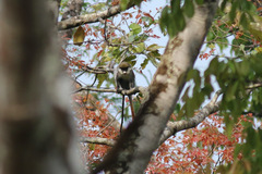 Cercopithecus ascanius