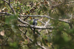 Horizocerus hartlaubi