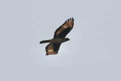 Aquila spilogaster image