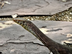 Varanus glebopalma
