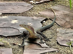 Varanus glebopalma