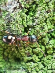 Dolichoderus quadripunctatus