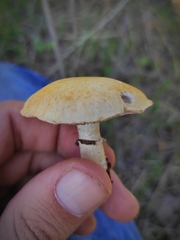 Stropharia coronilla