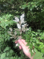 Croton pseudopulchellus