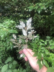 Croton pseudopulchellus