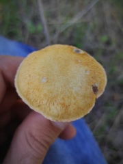 Stropharia coronilla