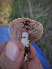 Stropharia coronilla
