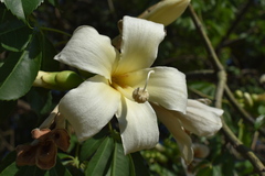 Ceiba chodatii