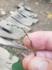 Pleurolobus gangeticus