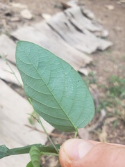 Pleurolobus gangeticus