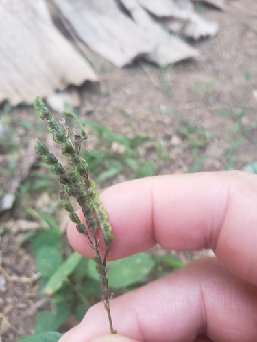 Pleurolobus gangeticus, photograph 4