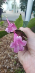 Strobilanthes hamiltoniana