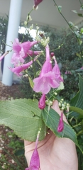 Strobilanthes hamiltoniana
