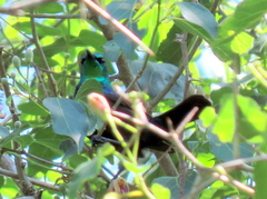 Cinnyris bifasciatus microrhynchus