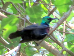 Cinnyris bifasciatus microrhynchus