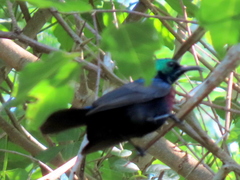 Cinnyris bifasciatus microrhynchus