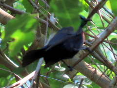 Cinnyris bifasciatus microrhynchus