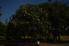Ceiba chodatii