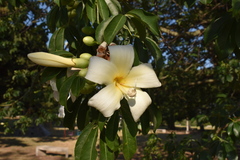 Ceiba chodatii