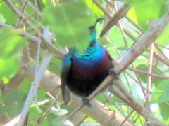 Cinnyris bifasciatus microrhynchus