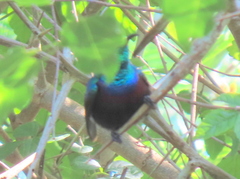 Cinnyris bifasciatus microrhynchus