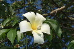 Ceiba chodatii