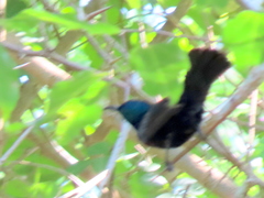 Cinnyris bifasciatus microrhynchus