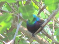 Cinnyris bifasciatus microrhynchus