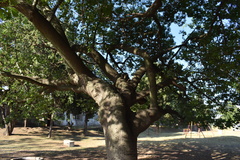 Ceiba chodatii