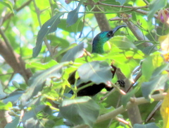 Cinnyris bifasciatus microrhynchus