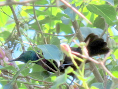 Cinnyris bifasciatus microrhynchus