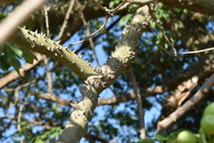 Ceiba chodatii